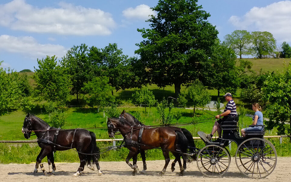 Reitsport in Herchenrode