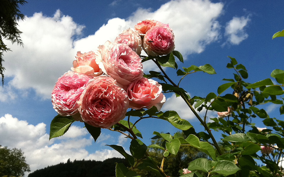 Rosen im Modautal