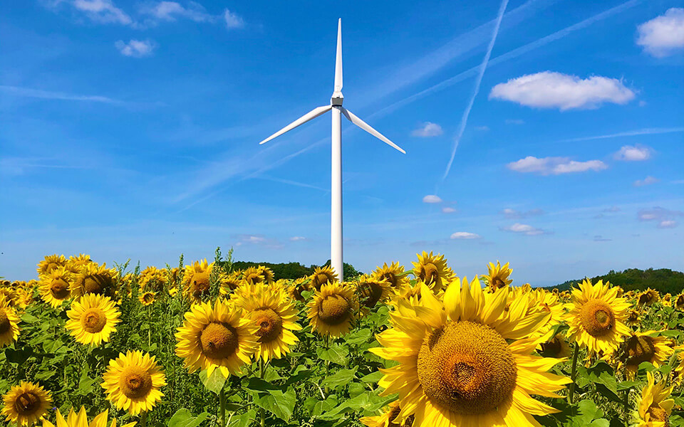 Sonnenblumenwiese bei Neutsch