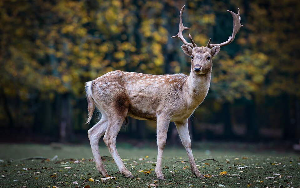 Tiere im Odenwald